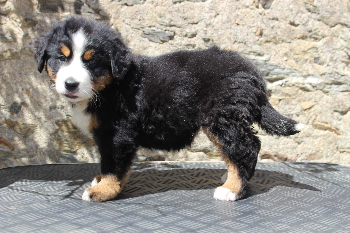 CHIOT 5