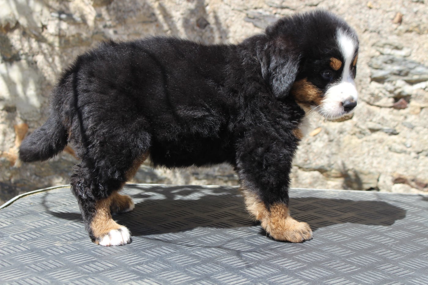 CHIOT 5