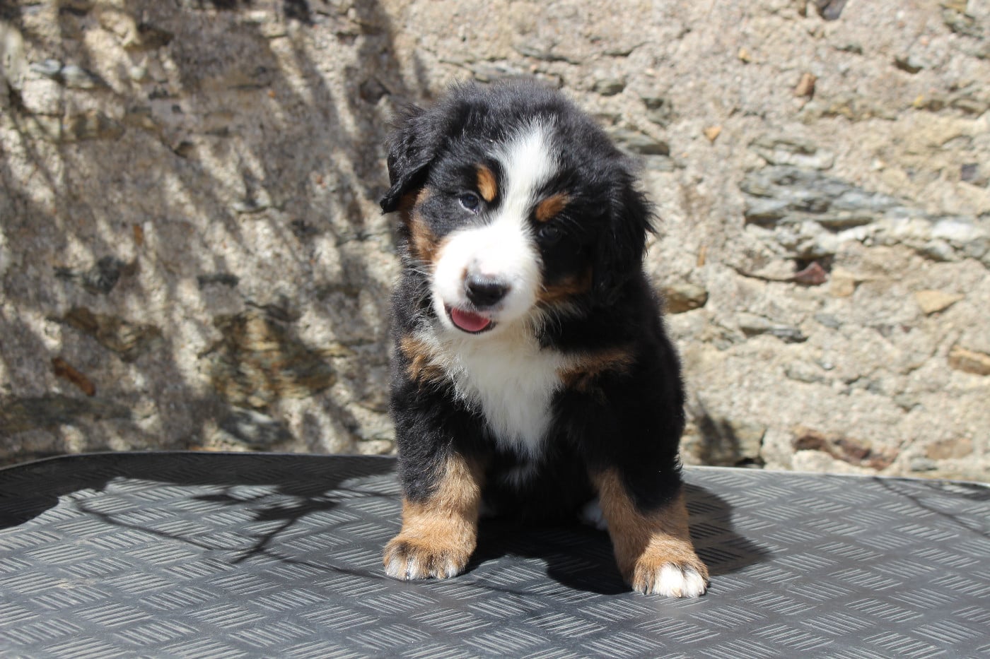 CHIOT 6