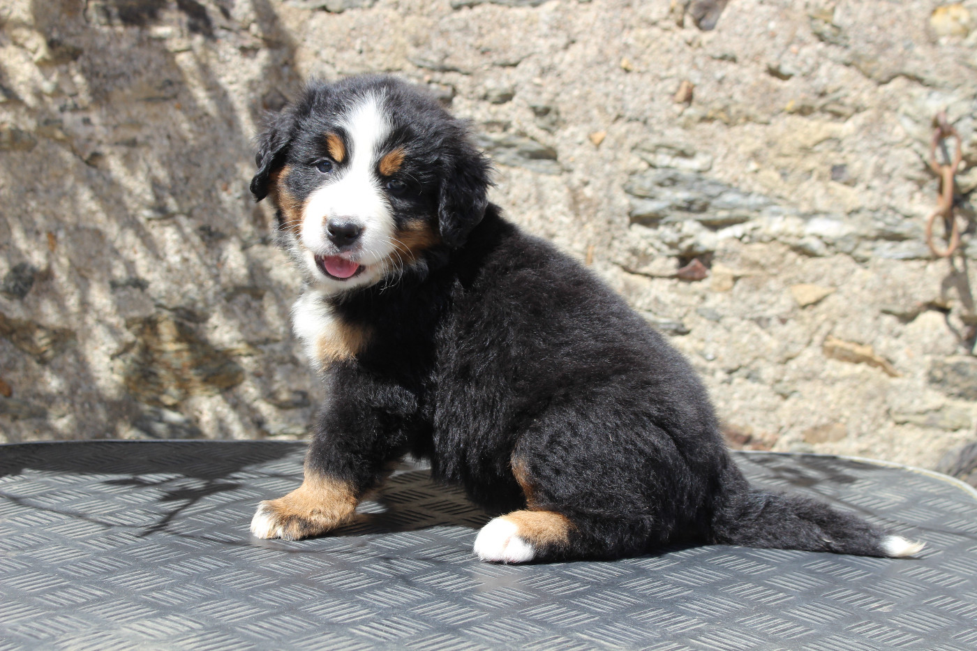 CHIOT 6
