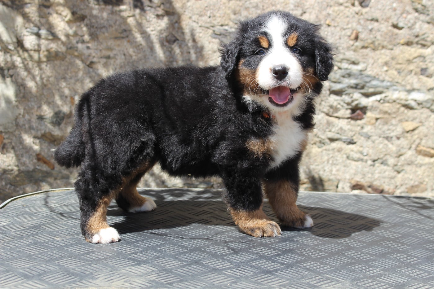 CHIOT 6