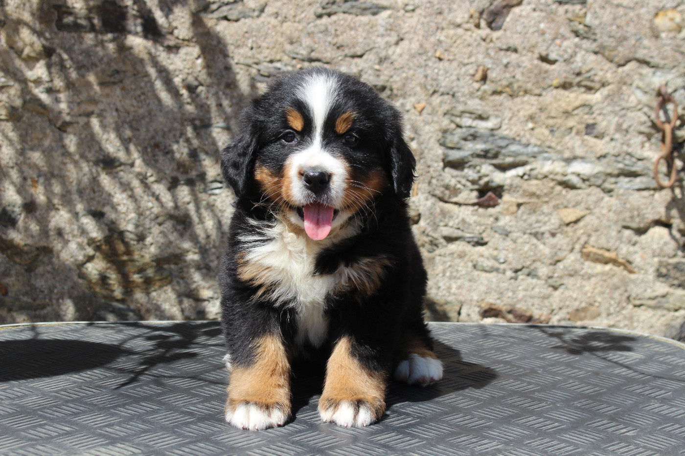 CHIOT 7