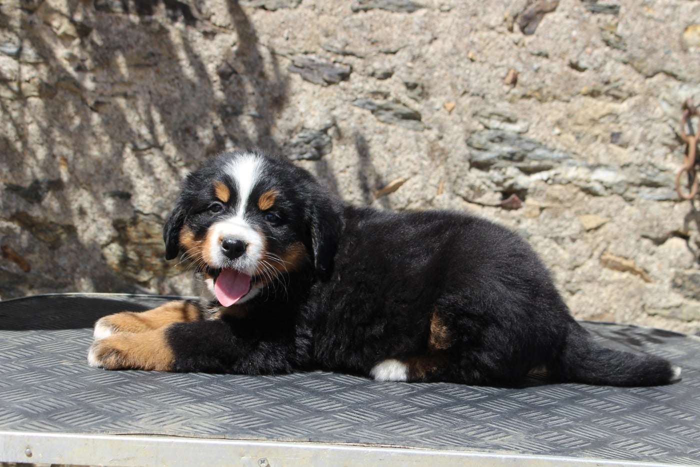 CHIOT 7