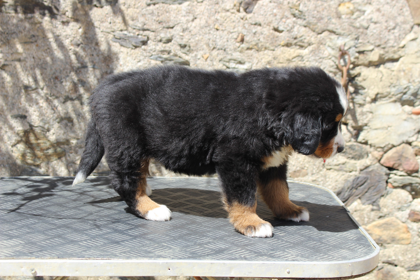 CHIOT 7