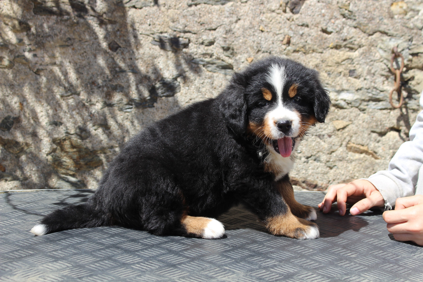 CHIOT 7