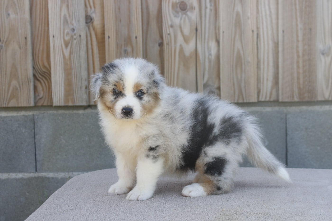 CHIOT 1