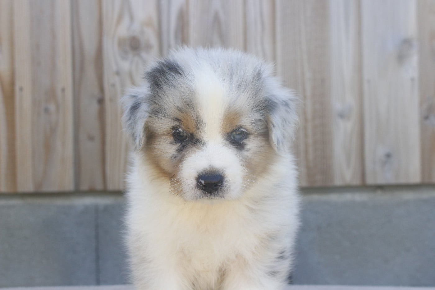 CHIOT 1