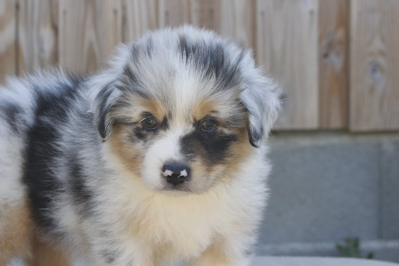 CHIOT 2