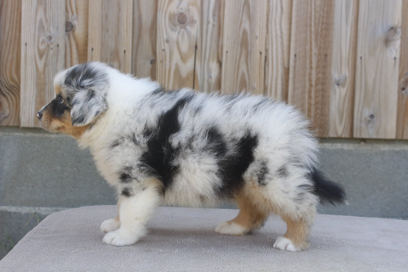 CHIOT 2