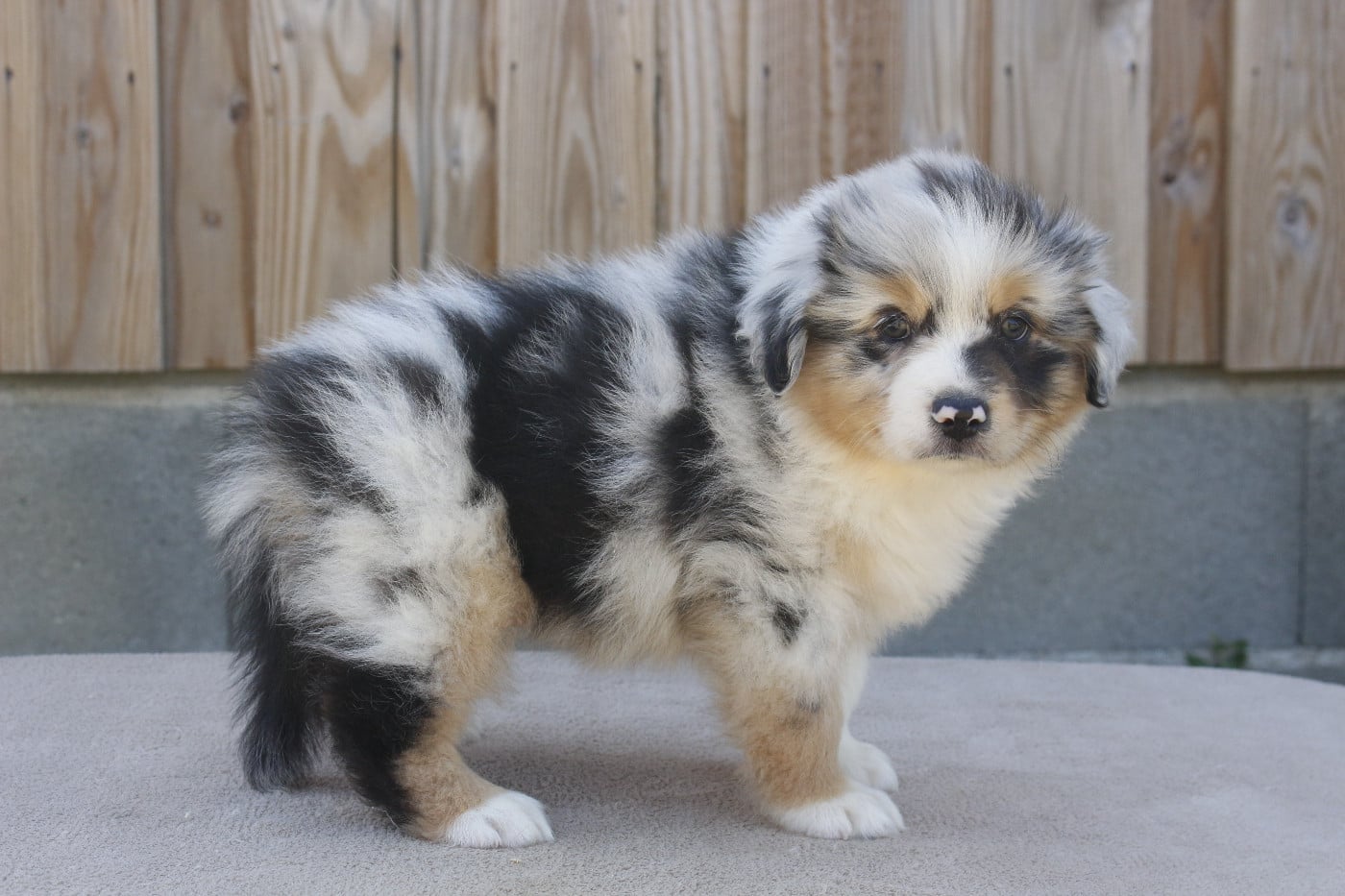 CHIOT 2