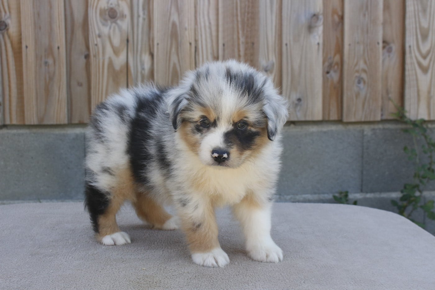 CHIOT 2