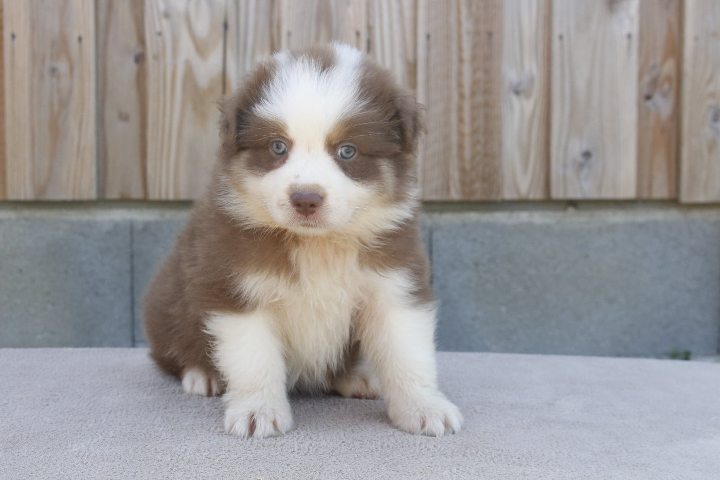 CHIOT 3