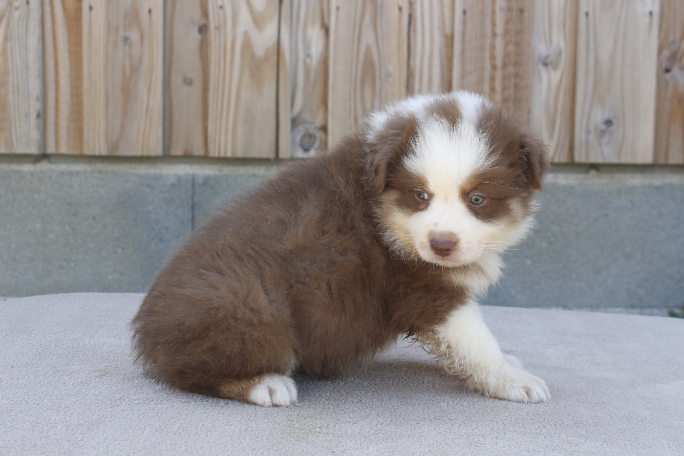CHIOT 3