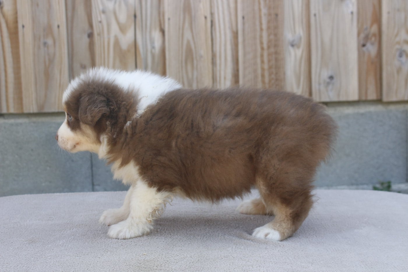 CHIOT 3