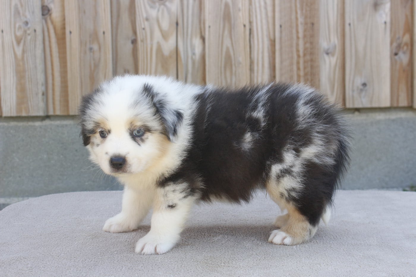 CHIOT 4