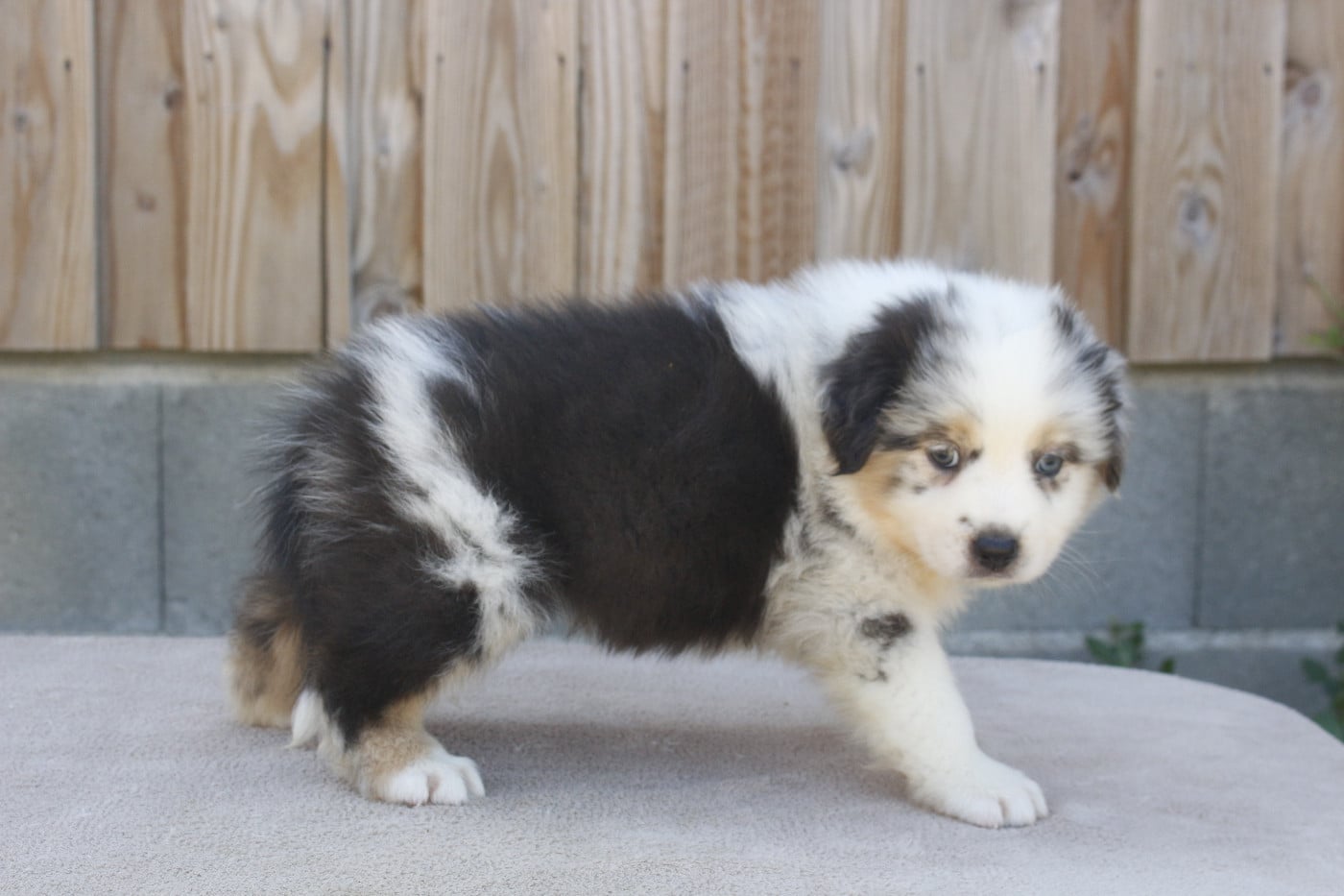 CHIOT 4