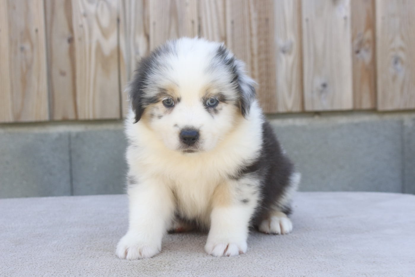 CHIOT 4