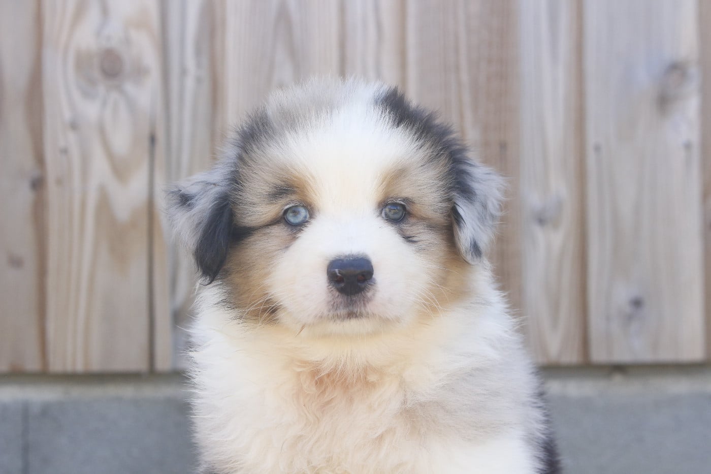 CHIOT 5