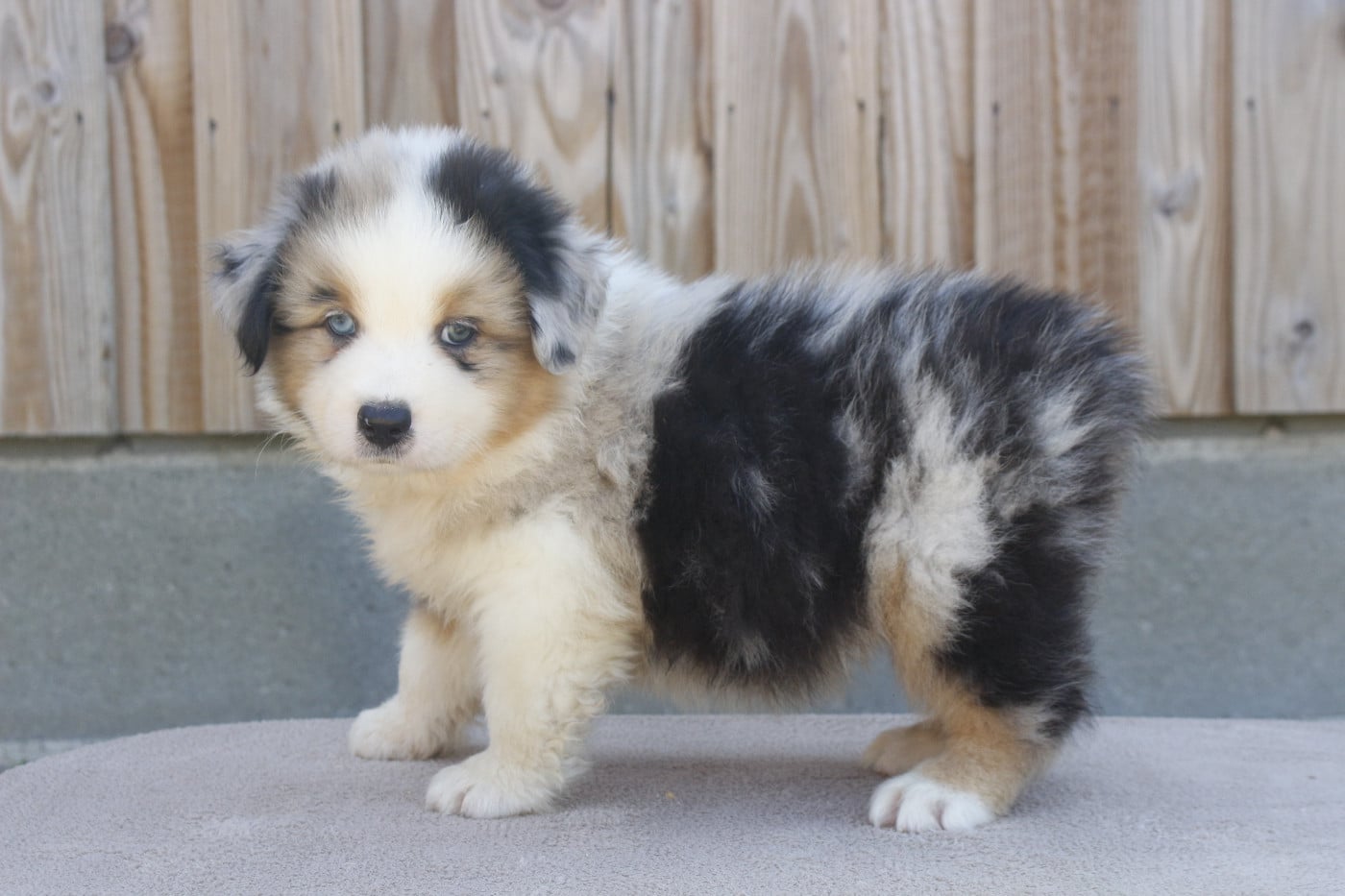 CHIOT 5
