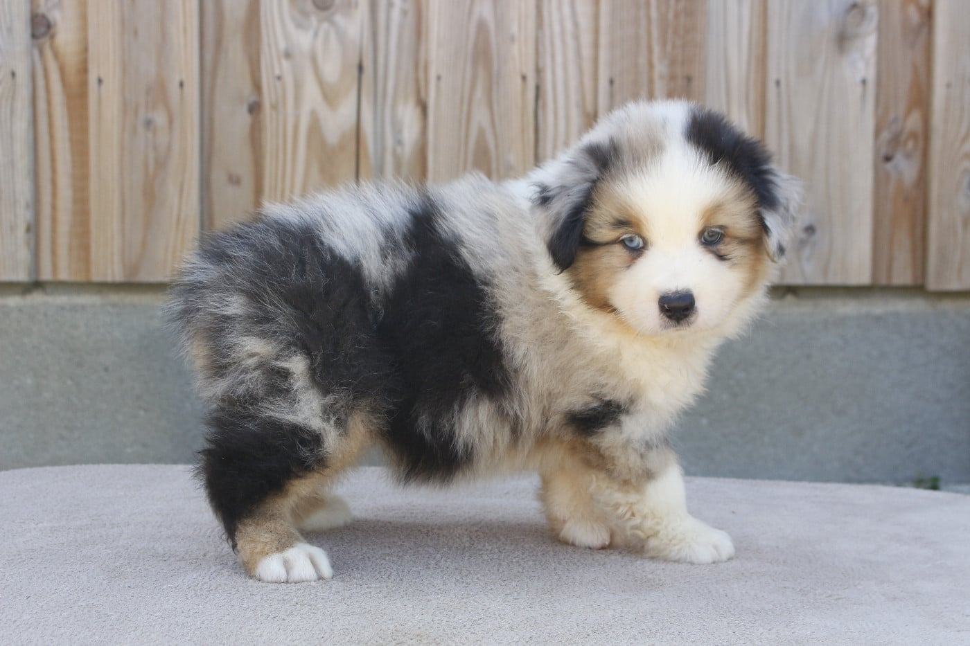 CHIOT 5