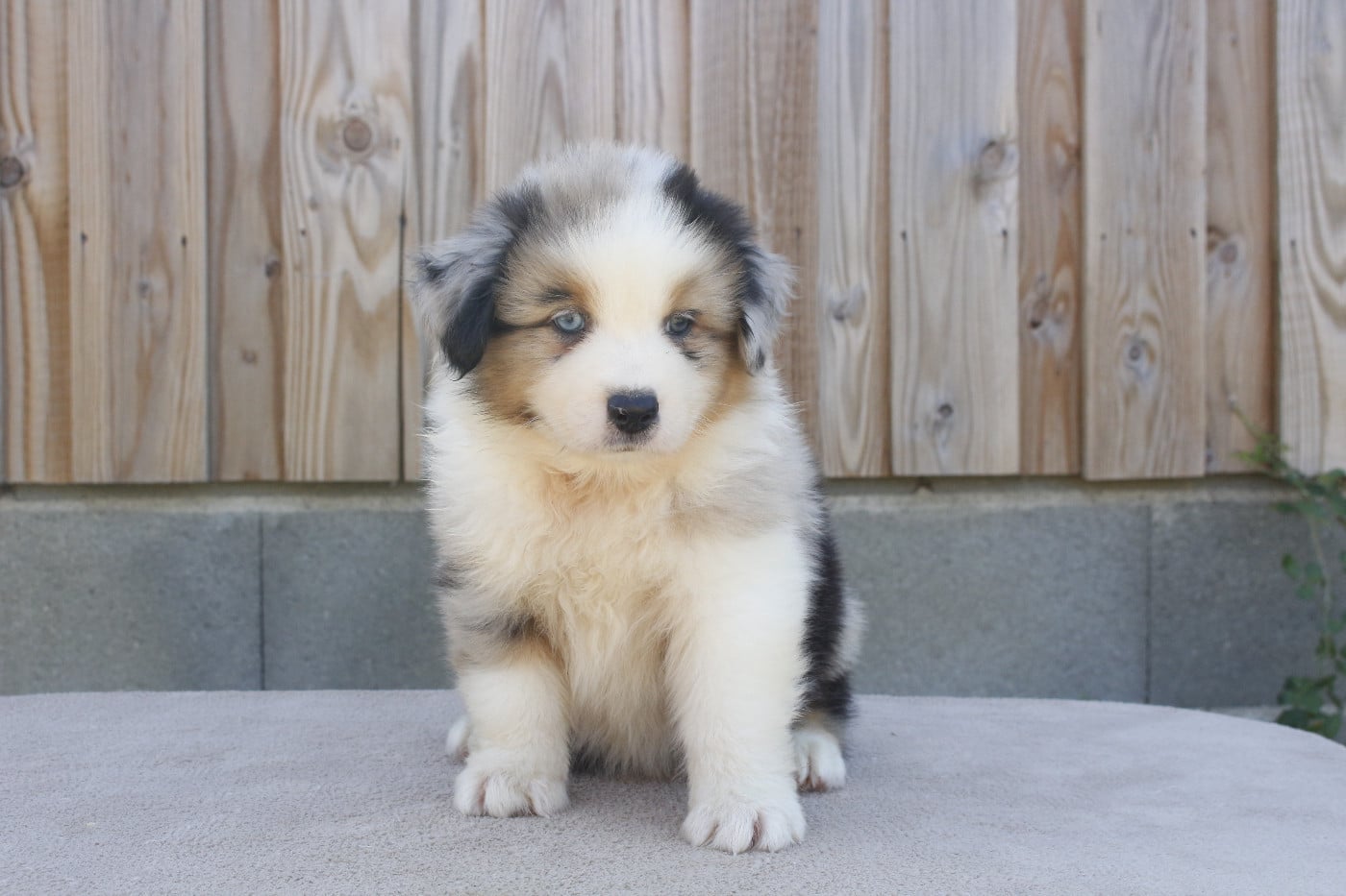 CHIOT 5