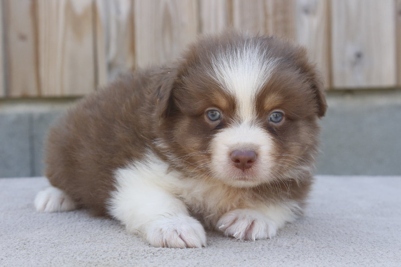 CHIOT 6