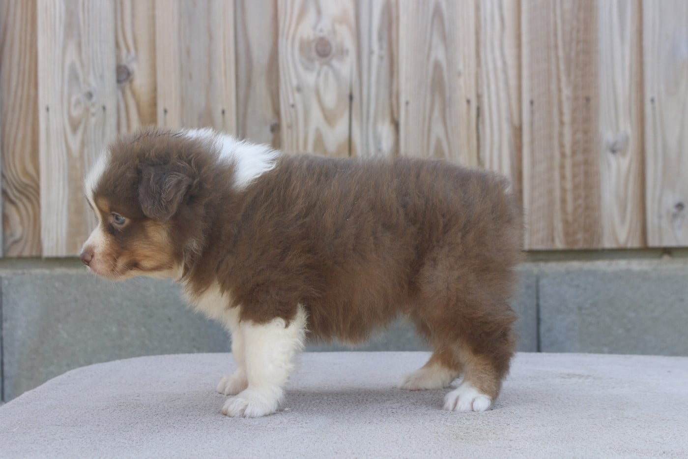 CHIOT 6