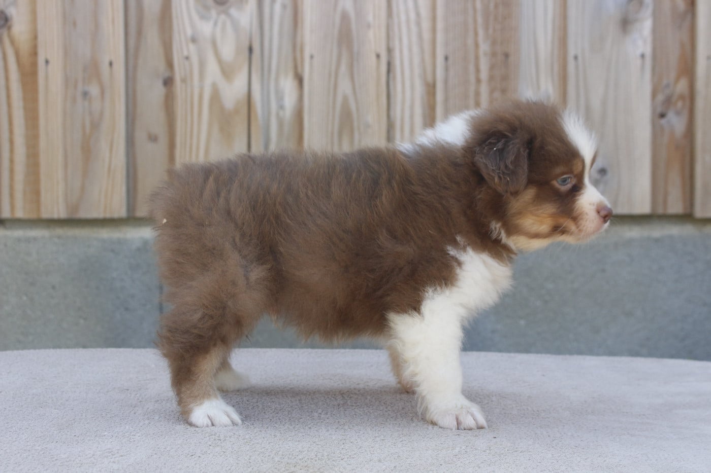 CHIOT 6