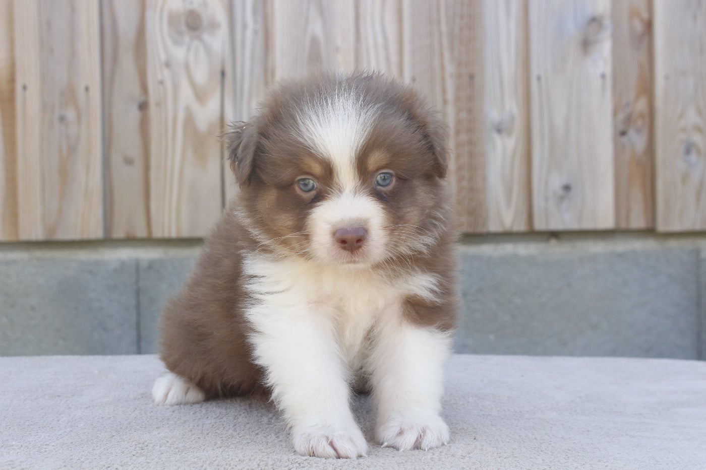 CHIOT 6