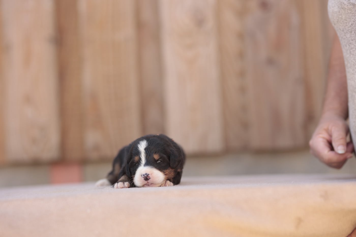CHIOT 1