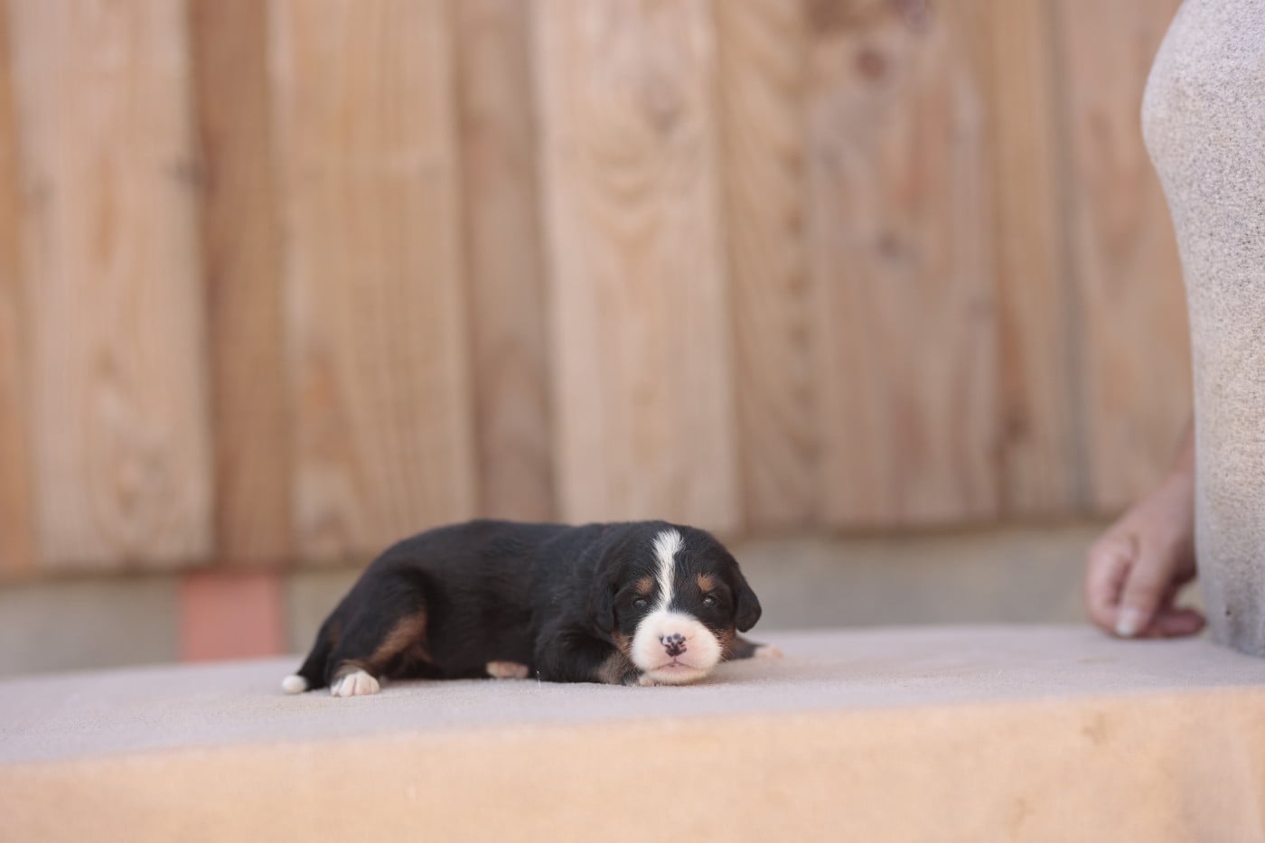 CHIOT 1
