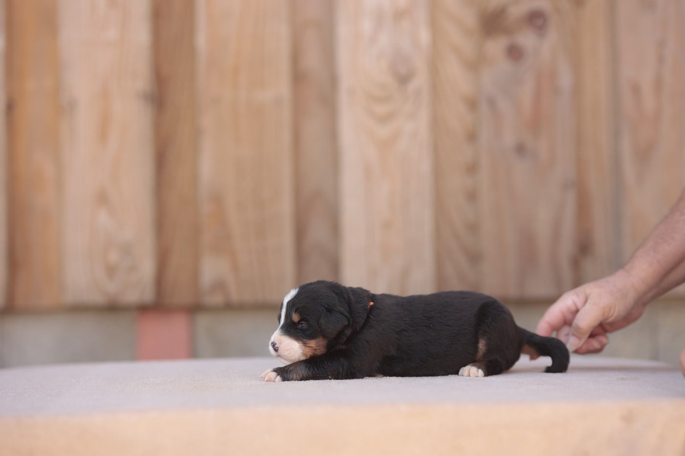 CHIOT 1