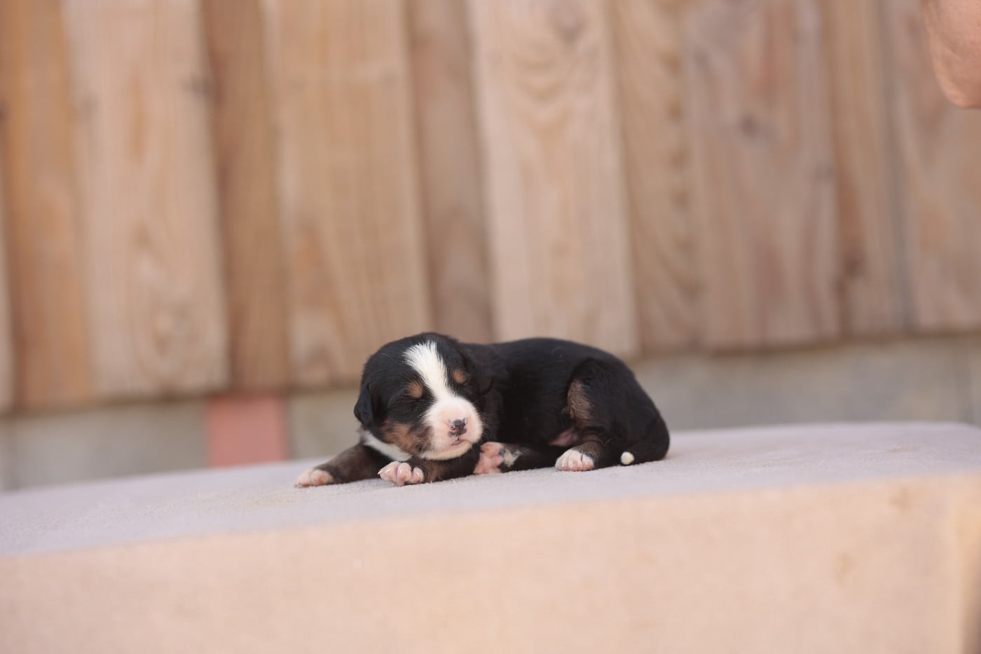 CHIOT 3