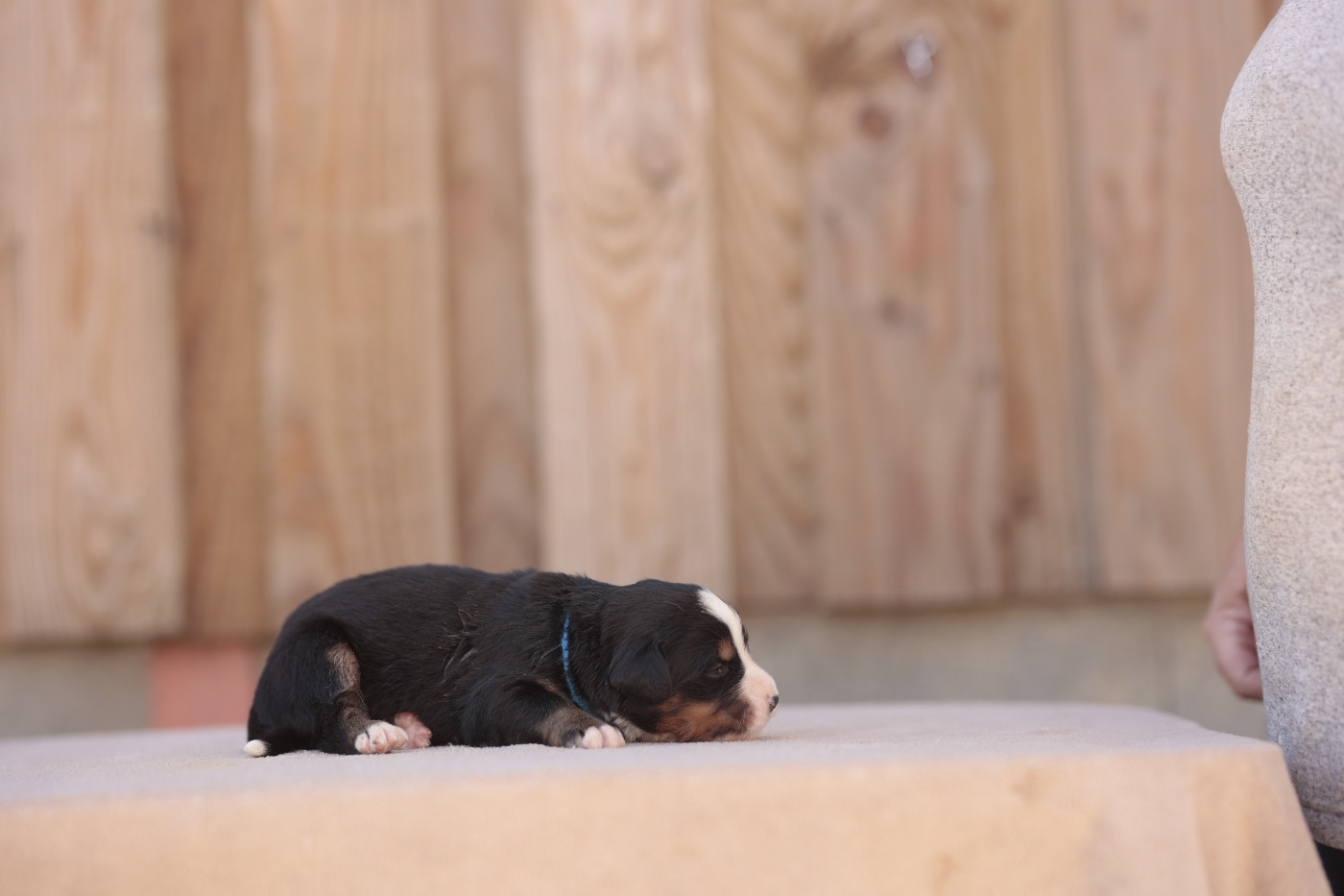 CHIOT 3