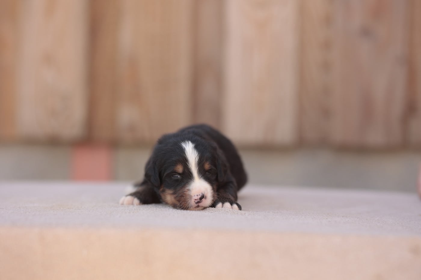 CHIOT 4
