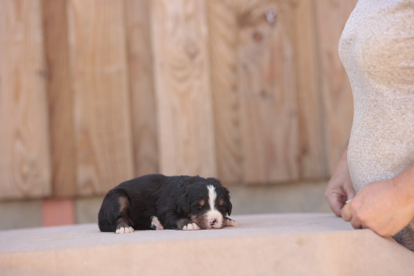 CHIOT 4