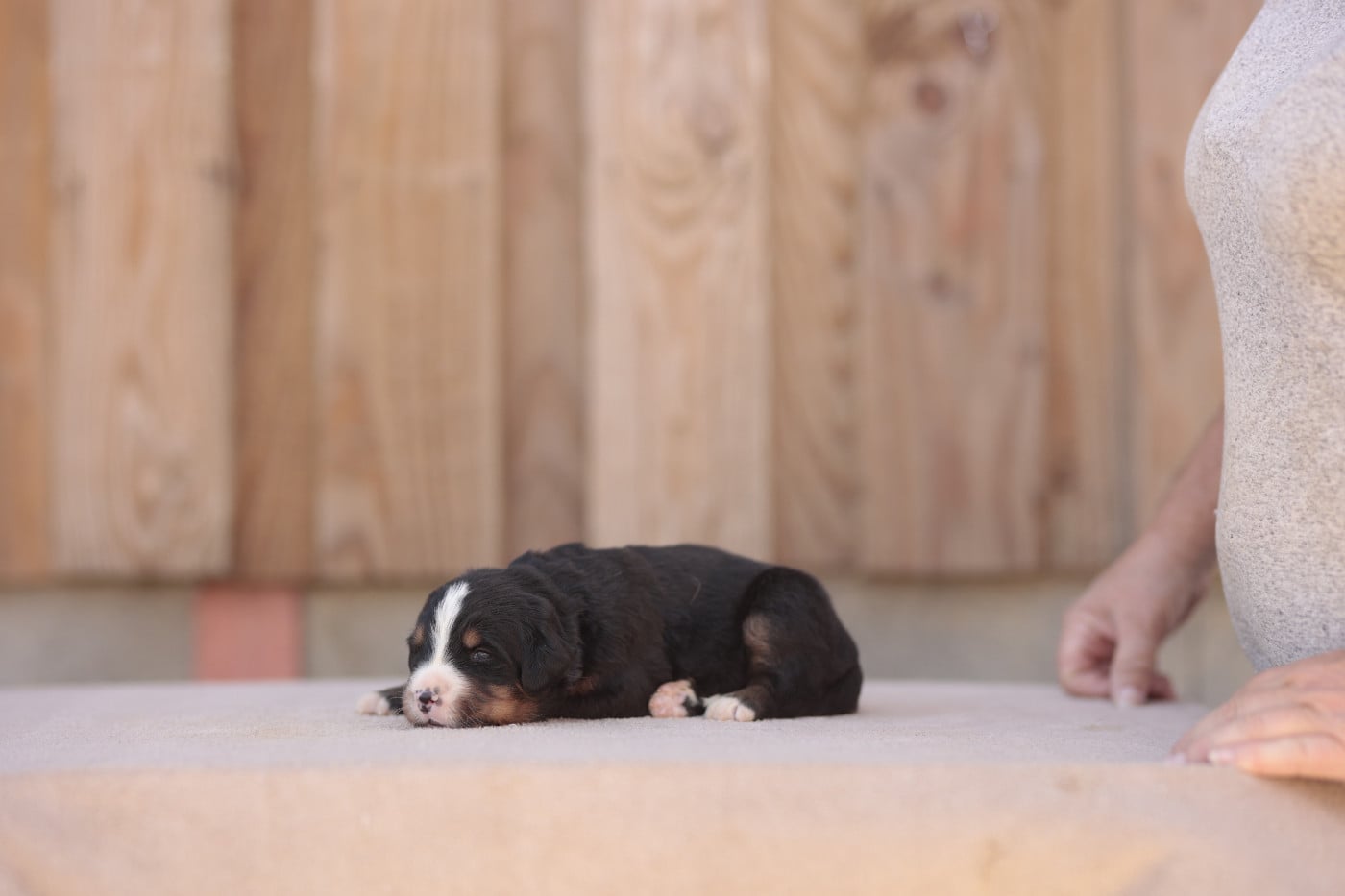 CHIOT 4