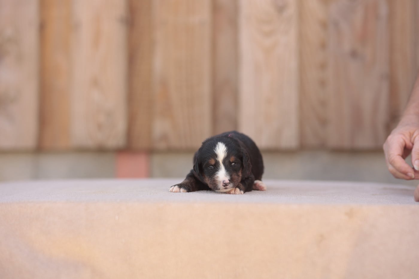 CHIOT 5