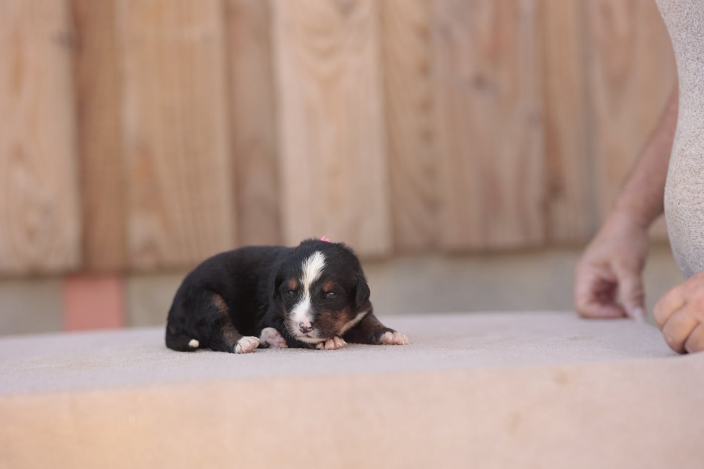 CHIOT 5