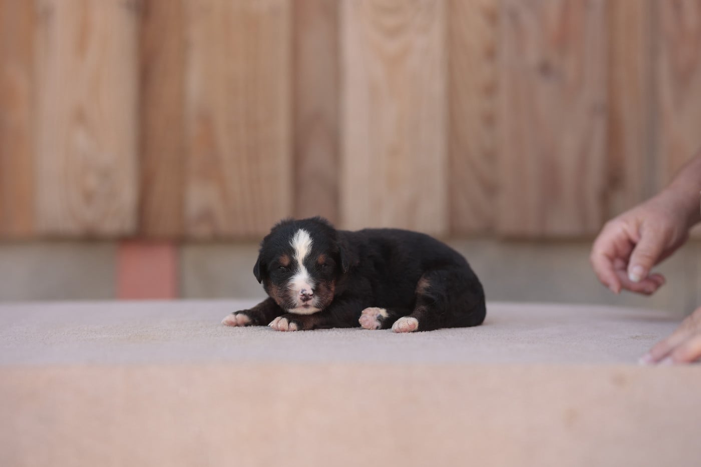 CHIOT 5