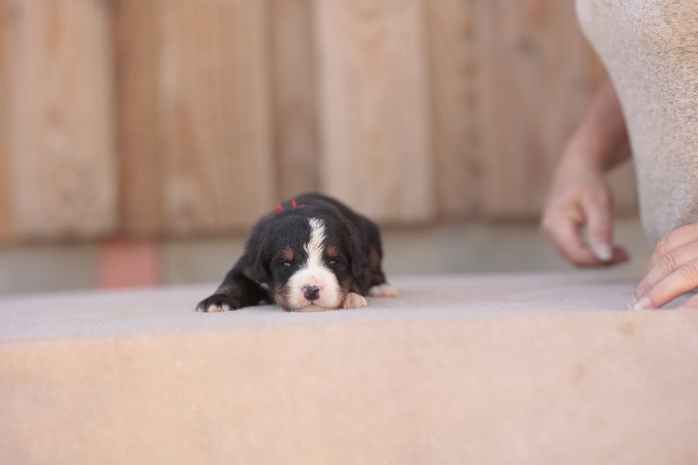 CHIOT 6