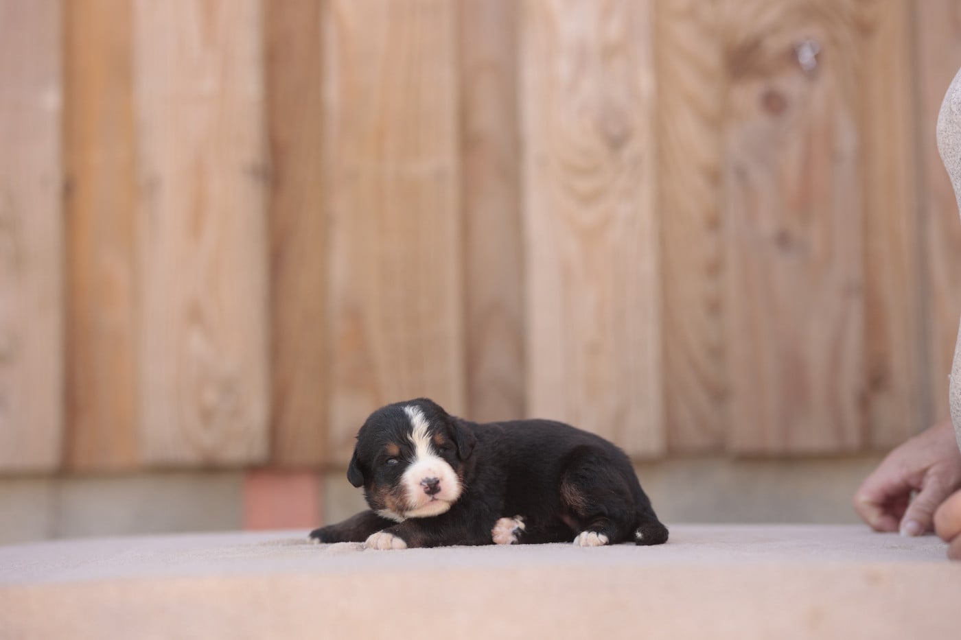 CHIOT 6
