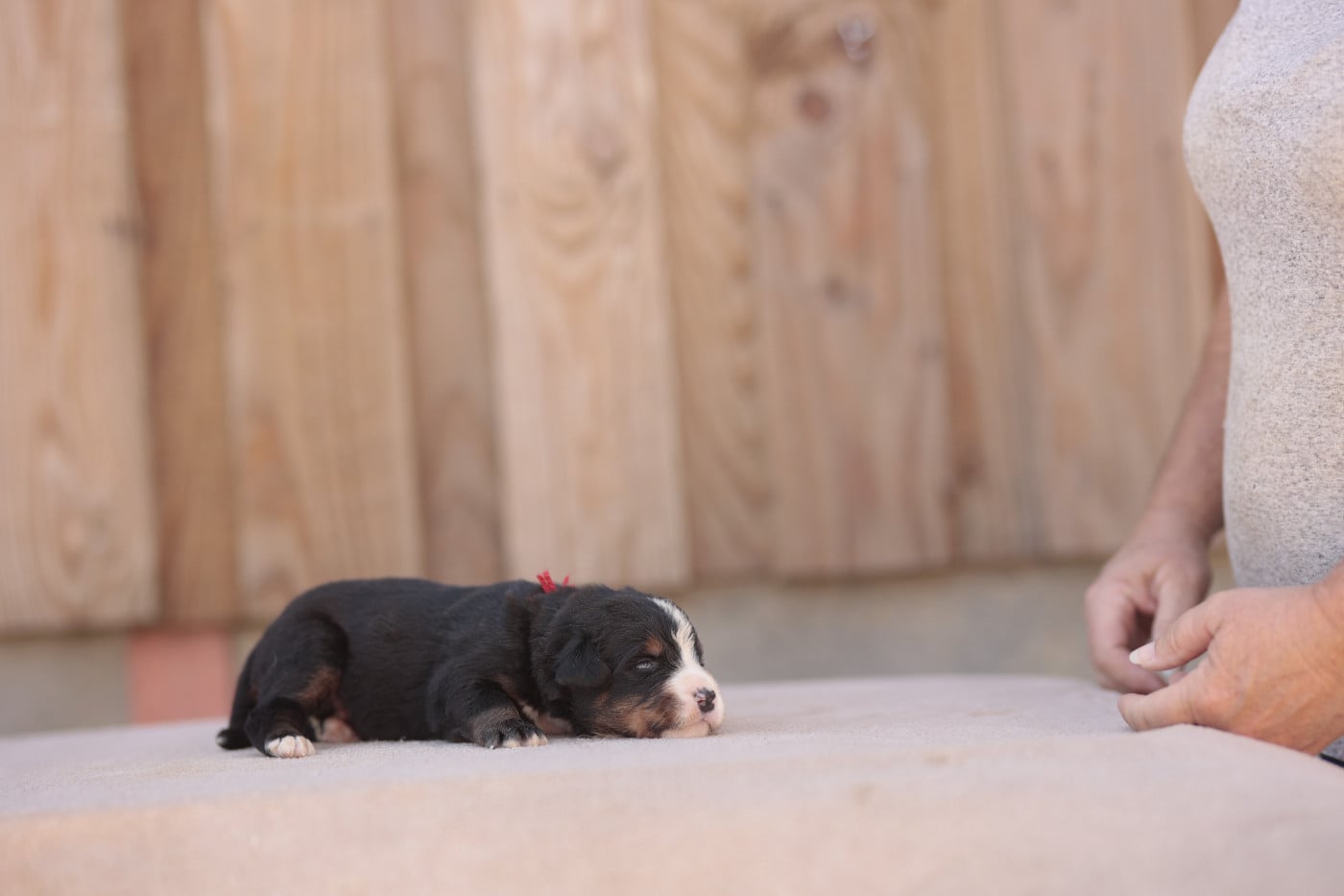 CHIOT 6