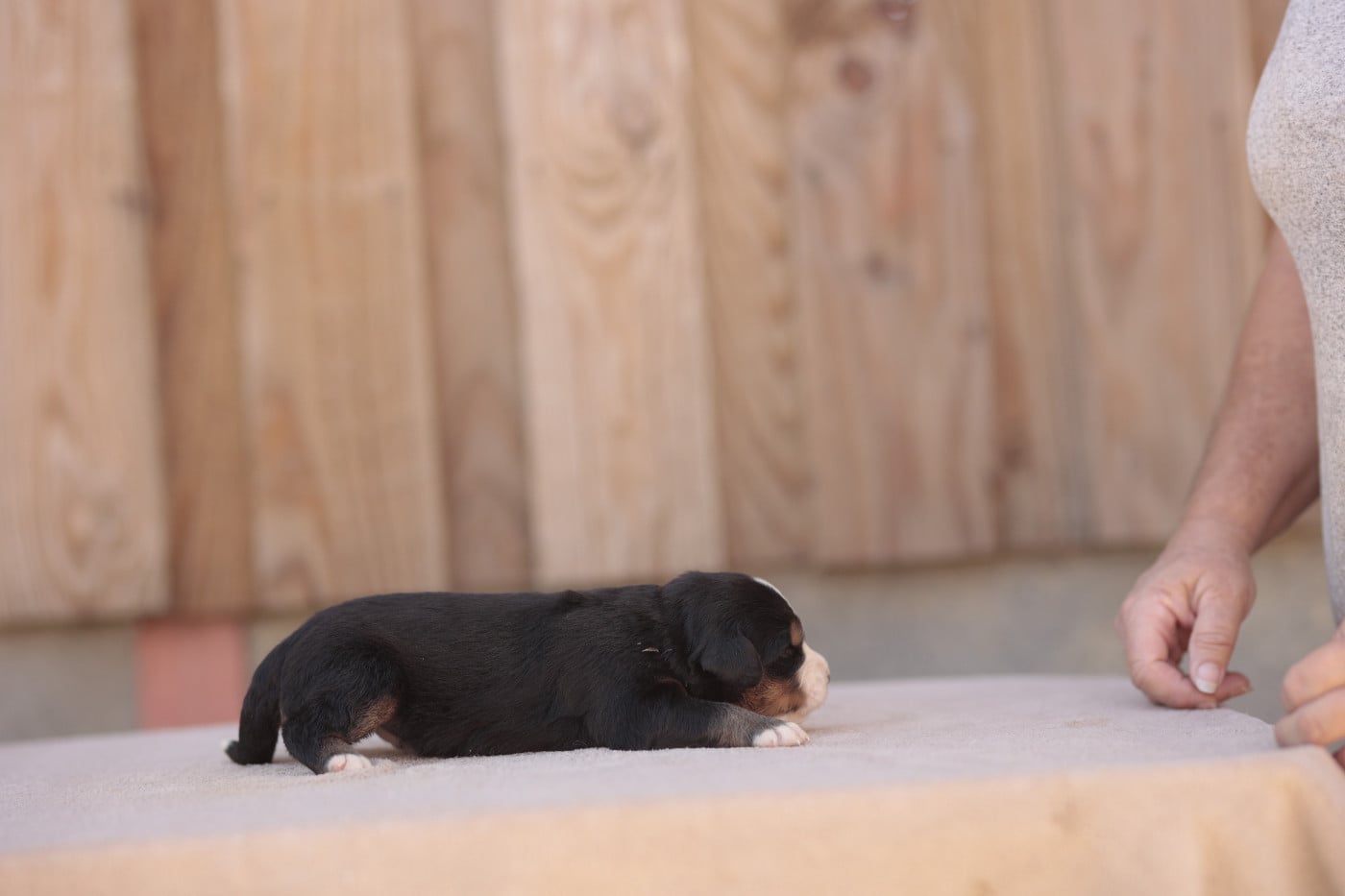 CHIOT 7