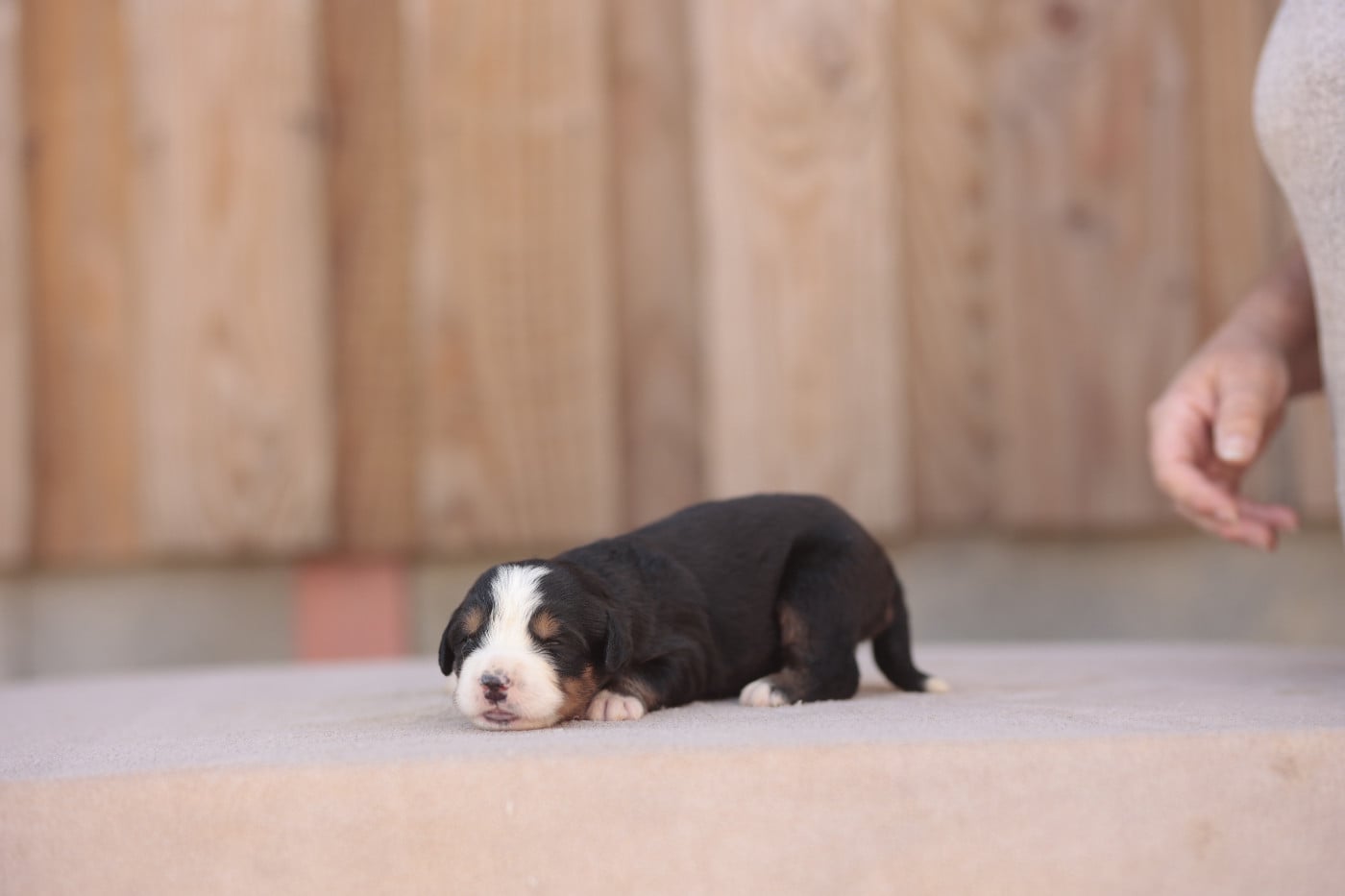 CHIOT 7