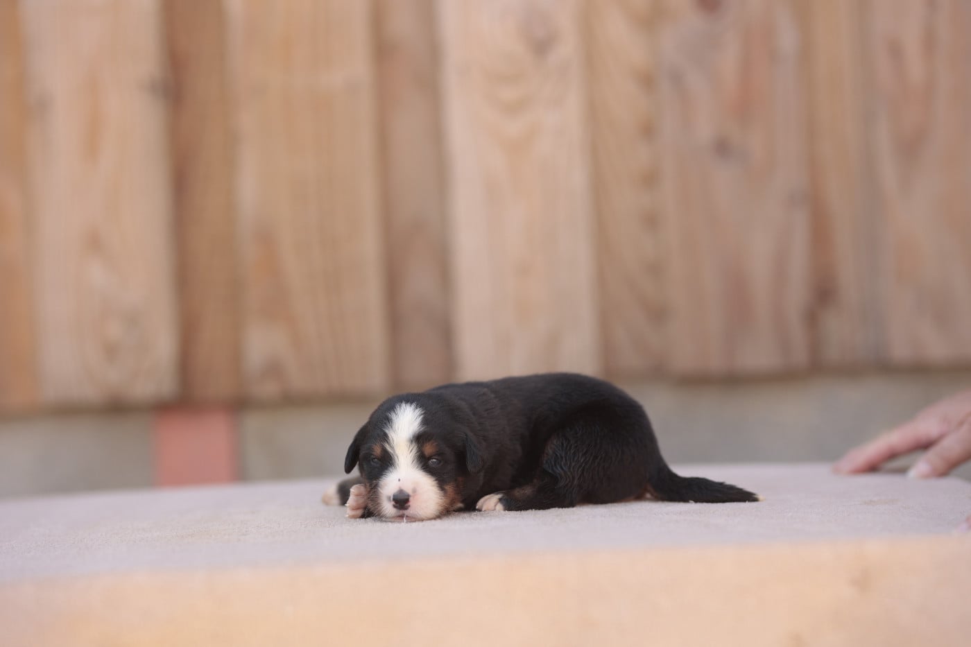 CHIOT 8