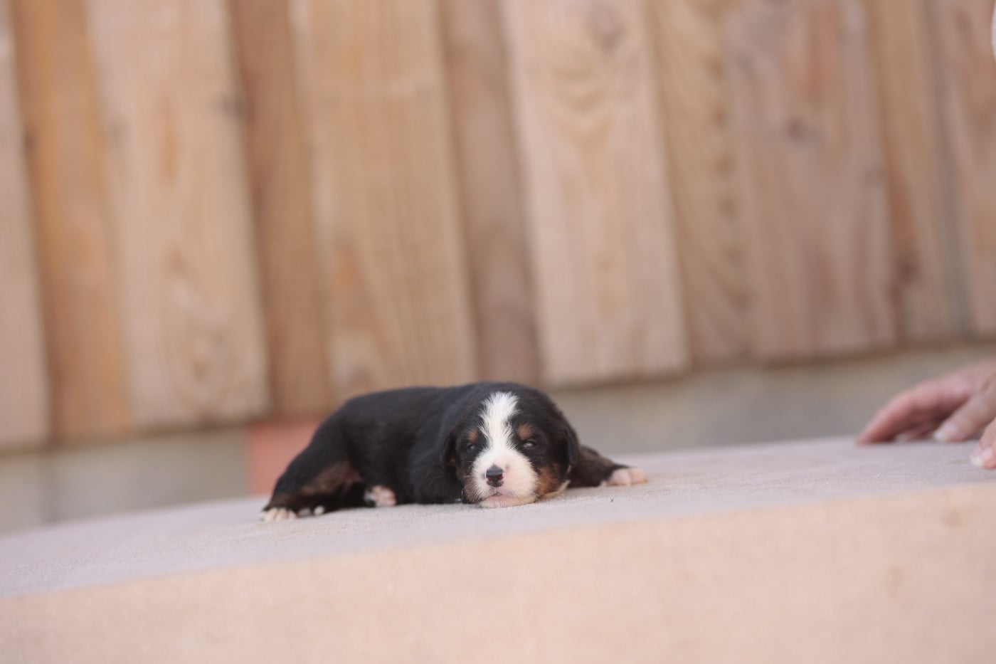 CHIOT 8