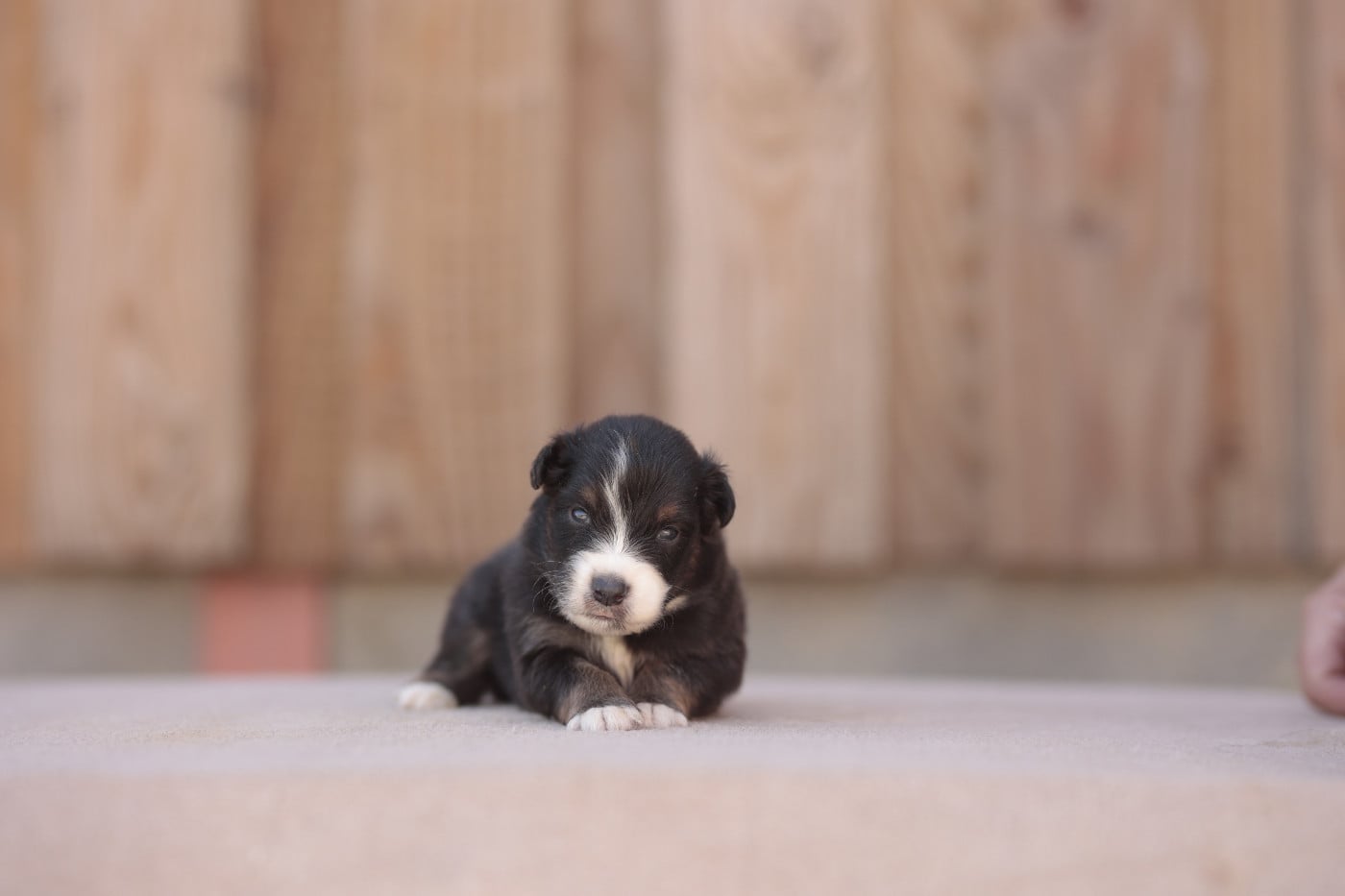 CHIOT 1