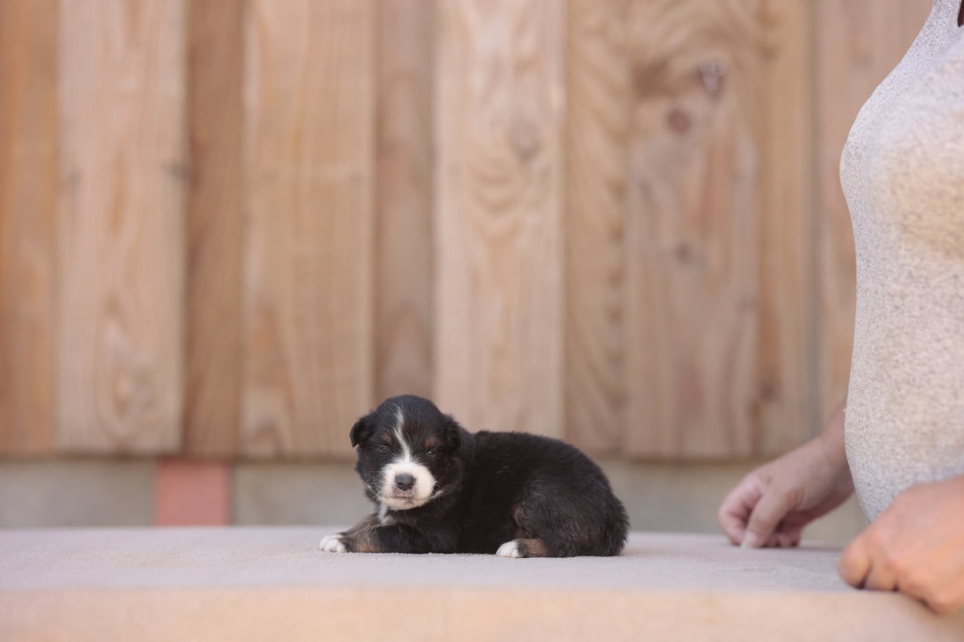 CHIOT 1