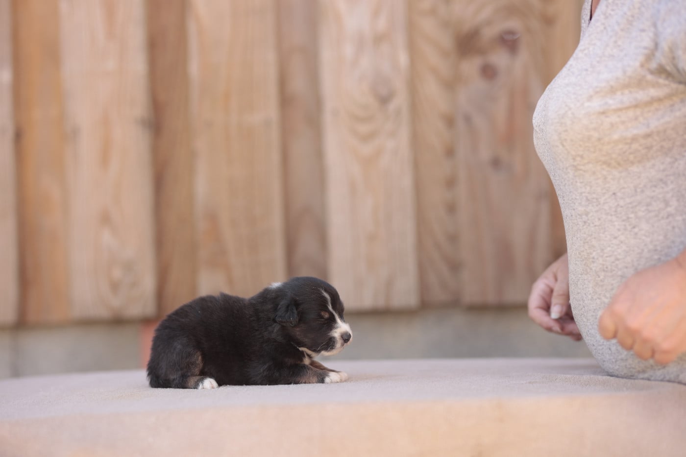 CHIOT 1